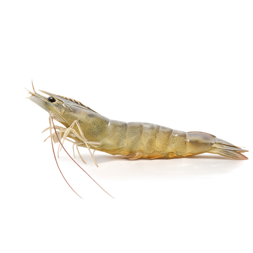 shrimp